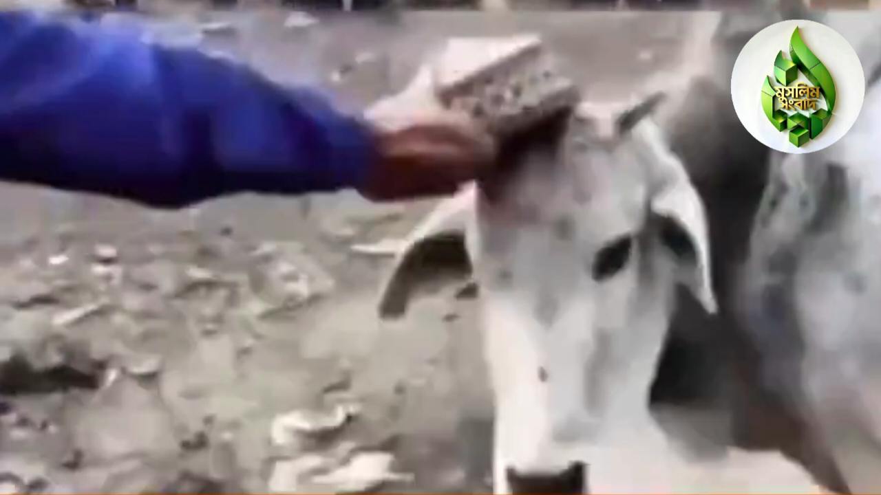ভারতে গরুর মাথায় টুপি পরিয়ে ভিডিও পোস্ট