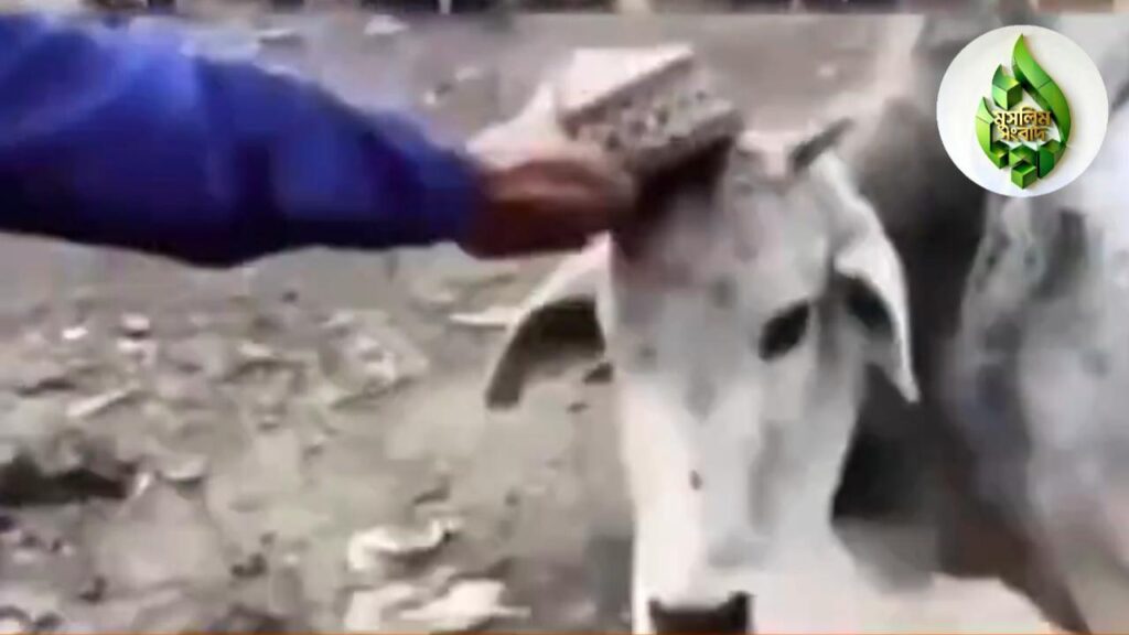 ভারতে গরুর মাথায় টুপি পরিয়ে ভিডিও পোস্ট: দুই মুসলিম কিশোরের বিরুদ্ধে মামলা,উদ্বেগ 2 ভারতে গরুর মাথায় টুপি পরিয়ে ভিডিও পোস্ট