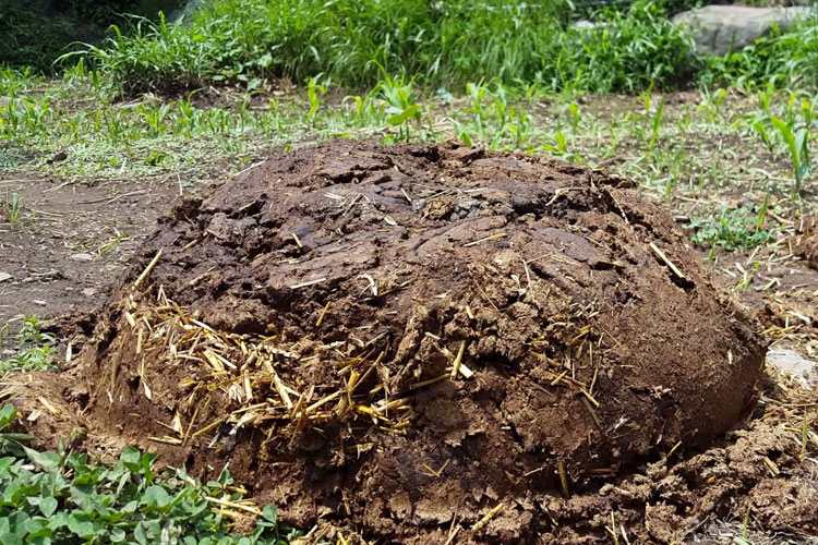 ভারতের পুনেতে মুসলিম যুবককে জোর করে গোবর খাওয়ানোর অভিযোগ